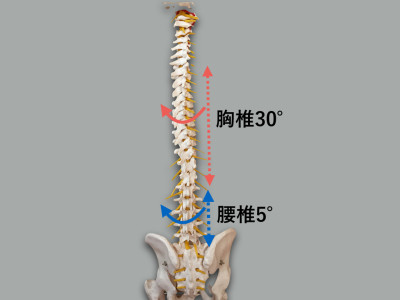 胸椎と腰椎の回旋可動域
