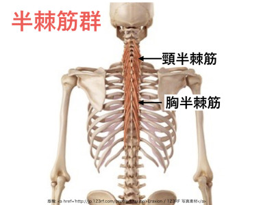 脊柱の筋肉.003