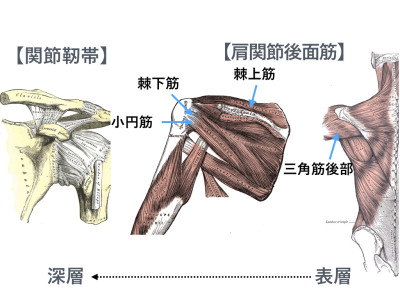 肩関節解剖