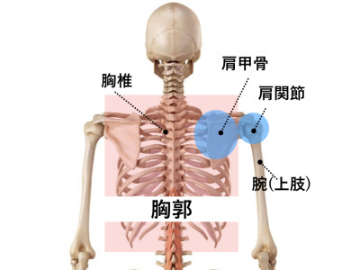 胸郭・胸椎・肩甲骨の位置関係　版権: / 123RF 写真素材