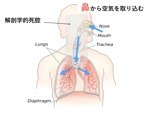 解剖学的死腔と呼吸の関係
