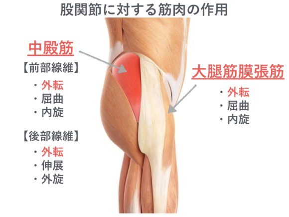 中殿筋と大腿筋膜張筋 版権:  / 123RF 写真素材