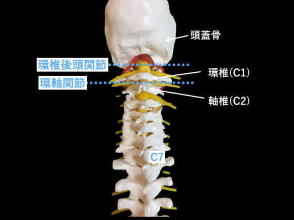 環椎・軸椎体と関節