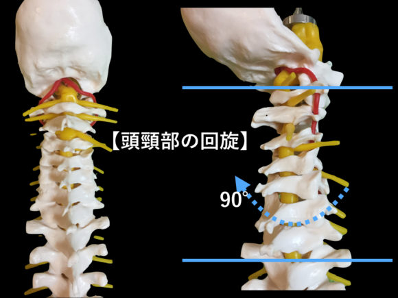 頭頸部の回旋可動域