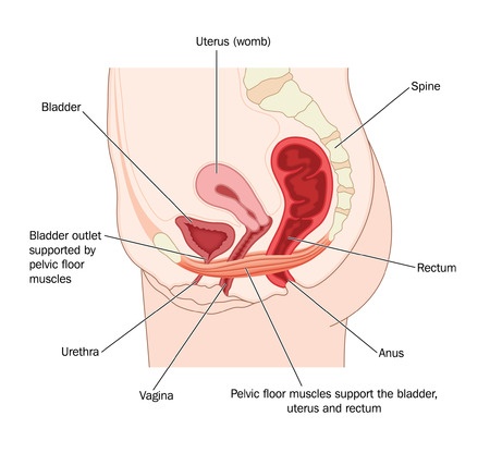 29483224 - drawing to show the pelvic floor muscles and their support of the uterus, bladder and rectum